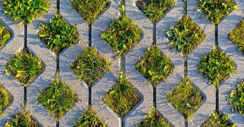 Bright green patches of grass growing in between the spaces in concerete permeable pavers outdoors.